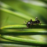 /album/kazdagitavukculuk/photolia-a05-jpg/