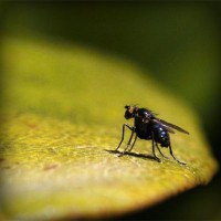 /album/kazdagitavukculuk/photolia-a07-jpg/
